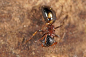 Dolichoderus quadripunctatus / Vierpunktameise / Ameisen - Formicidae - Drsenameisen - Dolichoderinae