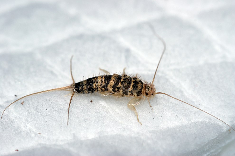 Thermobia domestica / Ofenfischchen / Lepismatidae