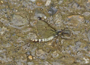 Ephemera danica / Groe Eintagsfliege / auch: Dnische Eintagsfliege oder Maifliege / Ephemeridae / Ordnung: Eintagsfliegen - Ephemeroptera  