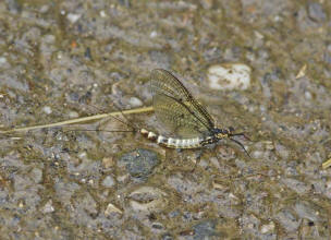 Ephemera danica / Groe Eintagsfliege / auch: Dnische Eintagsfliege oder Maifliege / Ephemeridae / Ordnung: Eintagsfliegen - Ephemeroptera