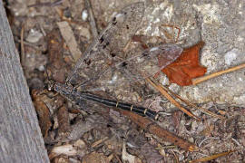 Euroleon nostras / Geflecktflgelige Ameisenjungfer / Ameisenjungfern - Myrmeleontidae / Ordnung: Netzflgler - Neuroptera