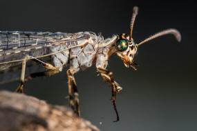 Euroleon nostras / Geflecktflgelige Ameisenjungfer / Ameisenjungfern - Myrmeleontidae / Ordnung: Netzflgler - Neuroptera