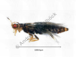 Hercinothrips femoralis / Ohne deutschen Namen / Thripidae - Panchaetothripinae / Ordnung: Fransenflgler - Thysanoptera