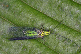 Hypochrysa elegans / Buchen-Florfliege / Florfliegen - Chrysopidae / Ordnung: Netzflgler - Neuroptera