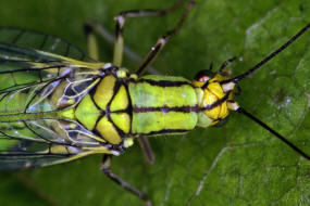 Hypochrysa elegans / Buchen-Florfliege / Florfliegen - Chrysopidae / Ordnung: Netzflgler - Neuroptera