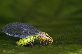 Hypochrysa elegans / Buchen-Florfliege / Florfliegen - Chrysopidae / Ordnung: Netzflgler - Neuroptera