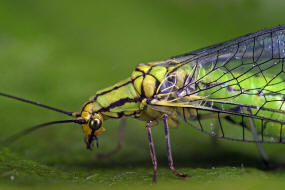 Hypochrysa elegans / Buchen-Florfliege / Florfliegen - Chrysopidae / Ordnung: Netzflgler - Neuroptera