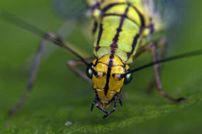 Hypochrysa elegans / Buchen-Florfliege / Florfliegen - Chrysopidae / Ordnung: Netzflgler - Neuroptera