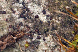 Lepismachilis y-signata / "Felsenspringer" / Machilidae / Ordnung: Felsenspringer - Archaeognatha