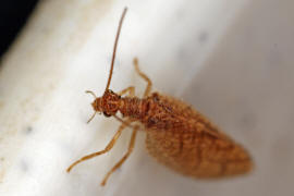 Micromus paganus / Brauner Taghaft / Taghafte - Hemerobiidae / Ordnung: Netzflgler - Neuroptera