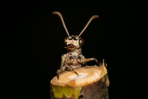 Myrmeleon formicarius / Gewhnliche Ameisenjungfer / Familie: Ameisenjungfern - Myrmeleontidae / Ordnung: Netzflgler - Neuroptera