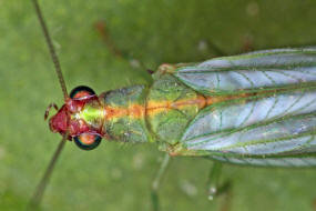 Peyerimhoffina gracilis / "Kleine Florfliege" / Florfliegen - Chrysopidae / Ordnung: Netzflgler - Neuroptera