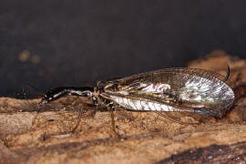 Phaeostigma notata / Gefleckte Kamelhalsfliege / Raphidiidae / berordnung: Netzflgler - Neuroptera