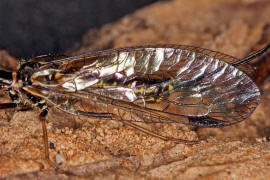 Phaeostigma notata / Gefleckte Kamelhalsfliege (Flgel) / Raphidiidae / berordnung: Netzflgler - Neuroptera