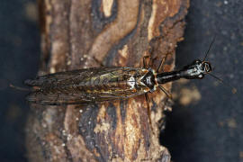 Phaeostigma notata / Gefleckte Kamelhalsfliege / Raphidiidae / berordnung: Netzflgler - Neuroptera