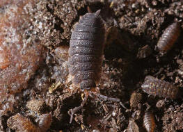 Porcellio scaber / Kellerassel / Porcellionidae / Ordnung: Isopoda - Asseln / Unterordnung: Oniscidea - Landasseln