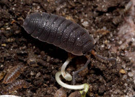 Porcellio scaber / Kellerassel / Porcellionidae / Ordnung: Isopoda - Asseln / Unterordnung: Oniscidea - Landasseln