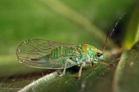 Cacopsylla mali / Frhjahrs-Apfelblattsauger / Psyllidae / berfamilie: Psylloidea - Blattflhe