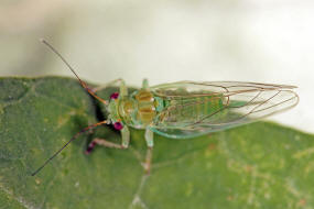 Cacopsylla mali / Frhjahrs-Apfelblattsauger / Psyllidae / berfamilie: Psylloidea - Blattflhe