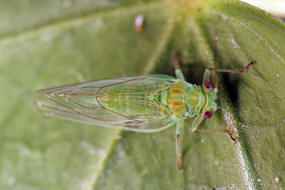 Cacopsylla mali / Frhjahrs-Apfelblattsauger / Psyllidae / berfamilie: Psylloidea - Blattflhe