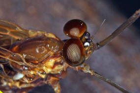 Rhitrogena semicolorata / Gefleckter Aderhaft / Aderhafte - Heptageniidae / Ordnung: Eintagsfliegen - Ephemeroptera