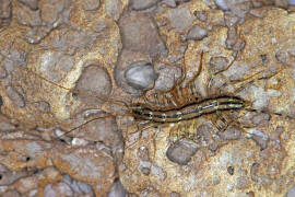 Scutigera coleoptrata / Spinnenlufer / Spinnenlufer - Scutigeridae / Ordnung: Spinnenlufer - Scutigeromorpha