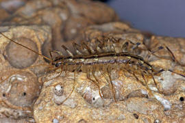 Scutigera coleoptrata / Spinnenlufer / Spinnenlufer - Scutigeridae / Ordnung: Spinnenlufer - Scutigeromorpha