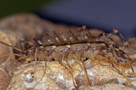 Scutigera coleoptrata / Spinnenlufer / Spinnenlufer - Scutigeridae / Ordnung: Spinnenlufer - Scutigeromorpha