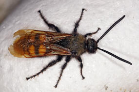 Megascolia maculata ssp. maculata (Mnnchen) / Rotstirnige Dolchwespe / Mammoth wasp / Dolchwespen - Scoliidae / Ordnung: Hautflgler - Hymenoptera
