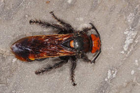 Megascolia maculata ssp. maculata (Weibchen) / Rotstirnige Dolchwespe / Mammoth wasp / Dolchwespen - Scoliidae / Ordnung: Hautflgler - Hymenoptera
