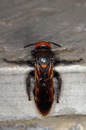 Megascolia maculata ssp. maculata (Weibchen) / Rotstirnige Dolchwespe / Mammoth wasp / Dolchwespen - Scoliidae / Ordnung: Hautflgler - Hymenoptera