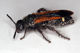 Scolia sexmaculata / Sechsfleckige Dolchwespe / Dolchwespen - Scoliidae / Ordnung: Hautflgler - Hymenoptera