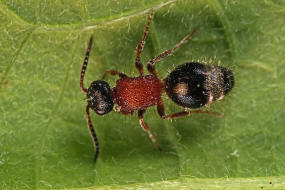 Smicromyrme rufipes / Rotbeinige Spinnenameise / Ameisenwespen - Mutillidae / Ordnung: Hautflgler - Hymenoptera