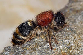 Tropidotilla litoralis (Petagna, 1787) / Ameisenwespen - Mutillidae / Ordnung: Hautflgler - Hymenoptera