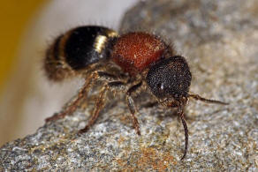 Tropidotilla litoralis (Petagna, 1787) / Ameisenwespen - Mutillidae / Ordnung: Hautflgler - Hymenoptera