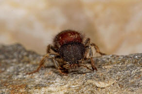 Tropidotilla litoralis (Petagna, 1787) / Ameisenwespen - Mutillidae / Ordnung: Hautflgler - Hymenoptera