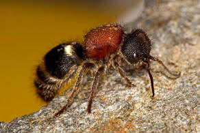 Tropidotilla litoralis (Petagna, 1787) / Ameisenwespen - Mutillidae / Ordnung: Hautflgler - Hymenoptera