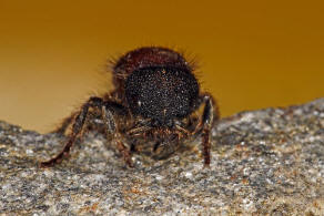 Tropidotilla litoralis (Petagna, 1787) / Ameisenwespen - Mutillidae / Ordnung: Hautflgler - Hymenoptera