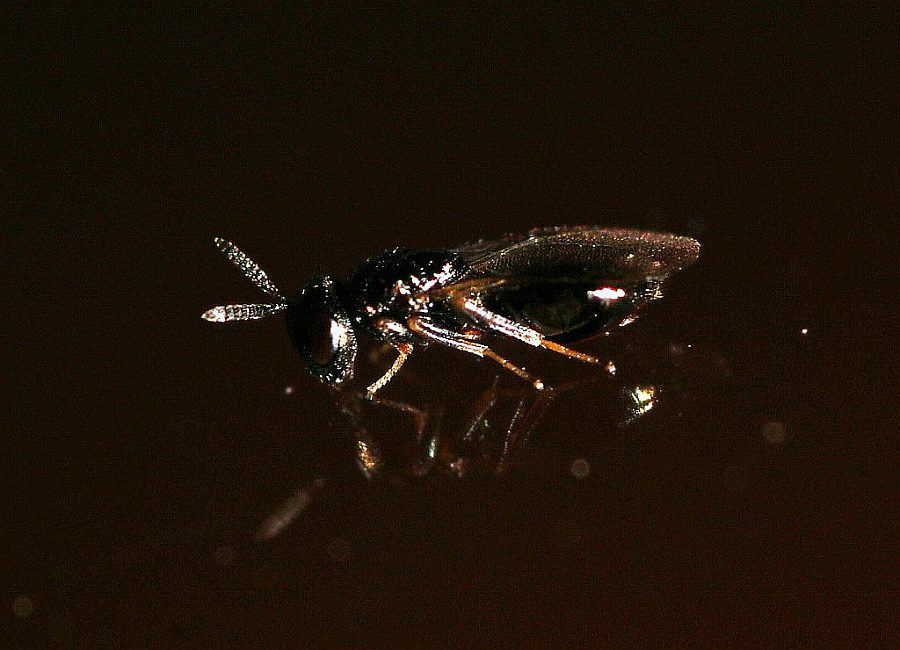 Chalcidoidea spec. / Unbestimmte Erzwespen / Erzwespen (Zehrwespen) - Chalcidoidae