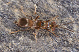 Anastatus bifasciatus Geoffroy, 1785 / Ohne deutschen Namen / Eupelmidae / berfamilie: Erzwespen - Chalcidoidea