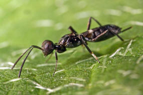 Anastatus giraudi (Ruschka 1921) / Eupelmidae / berfamilie: Erzwespen - Chalcidoidea