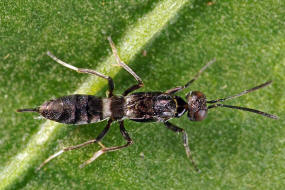 Anastatus giraudi (Ruschka 1921) / Eupelmidae / berfamilie: Erzwespen - Chalcidoidea