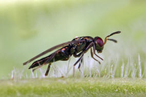 Anogmus hohenheimensis / Ohne deutschen Namen / Pteromalidae (Erzwespen - Chalcidoidea)