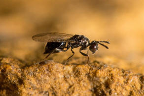 Asaphes vulgaris Walker, 1834 / Pteromalidae - Asaphinae / Chalcidoidea