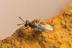 Asaphes vulgaris Walker, 1834 / Pteromalidae - Asaphinae / Chalcidoidea