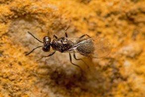 Asaphes vulgaris Walker, 1834 / Pteromalidae - Asaphinae / Chalcidoidea