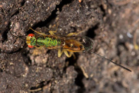 Bootanomyia stigmatizans (Fabricius, 1798) / Torymidae - Megastigminae / berfamilie: Chalcidoidea - Erzwespen