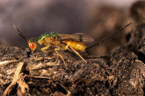 Bootanomyia stigmatizans (Fabricius, 1798) / Torymidae - Megastigminae / berfamilie: Chalcidoidea - Erzwespen