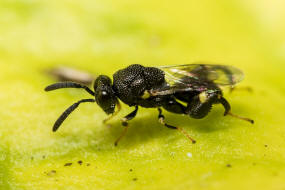 Brachymeria minuta / Ohne deutschen Namen / Chalcididae - Chalcidinae  berfamilie: Erzwespen - Chalcidoidea