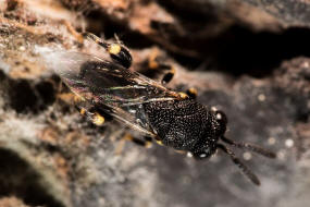 Brachymeria minuta / Ohne deutschen Namen / Chalcididae - Chalcidinae  berfamilie: Erzwespen - Chalcidoidea